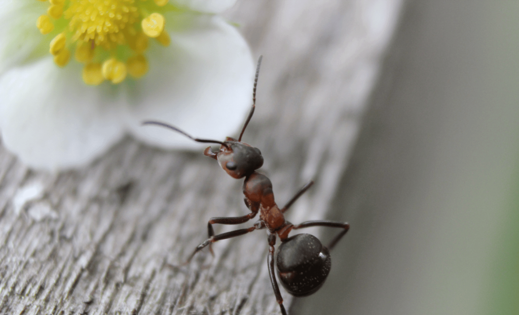 detectar una plaga de hormigas en tu casa