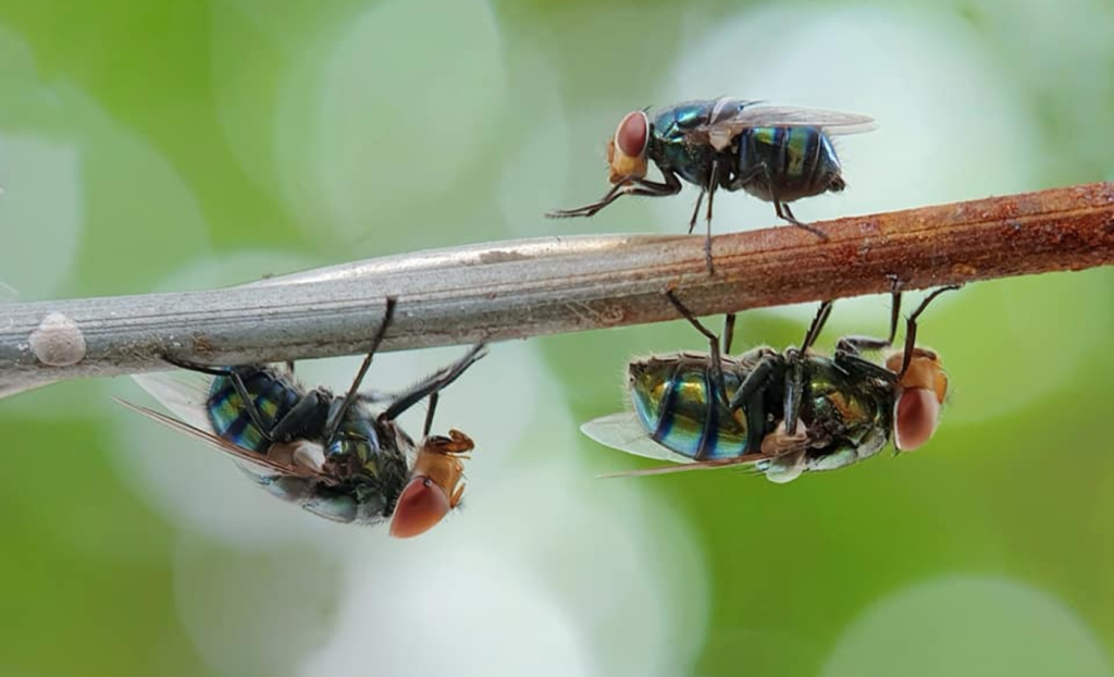 plaga de moscas grandes en casa