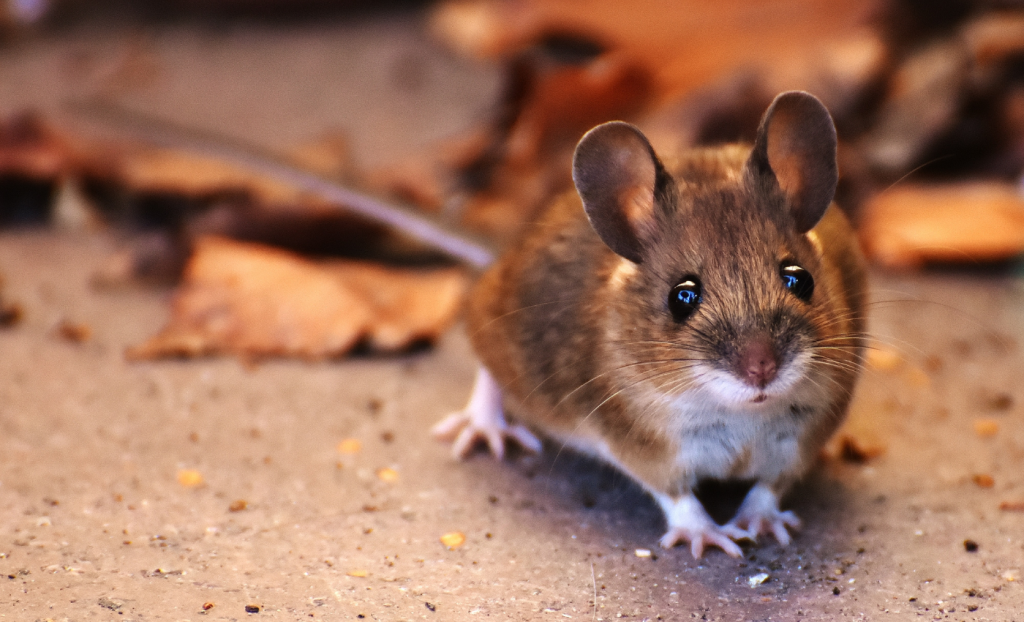 cómo evitar una plaga de ratones en casa