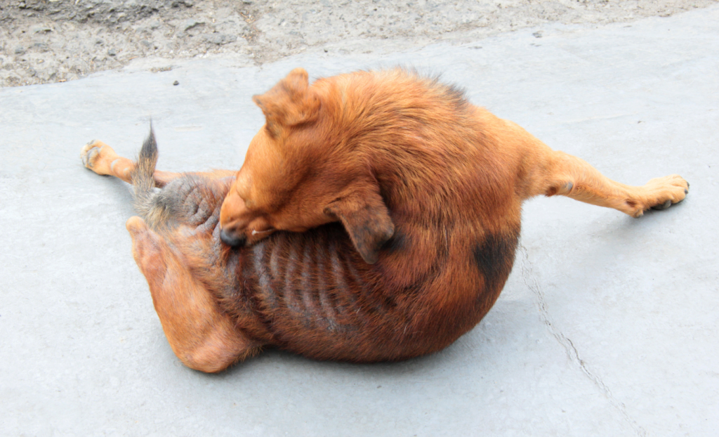 perro con pulgas