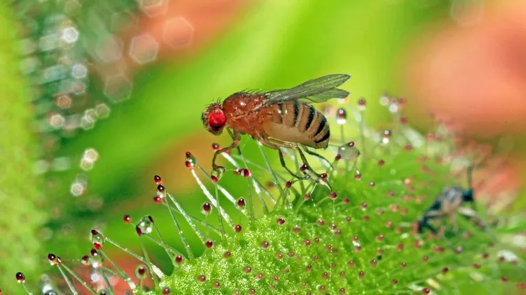 hábitat de la mosca de la fruta.