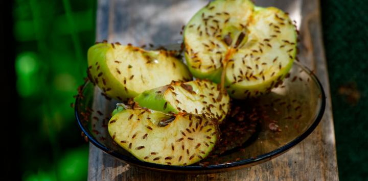 alimentos fermentados.